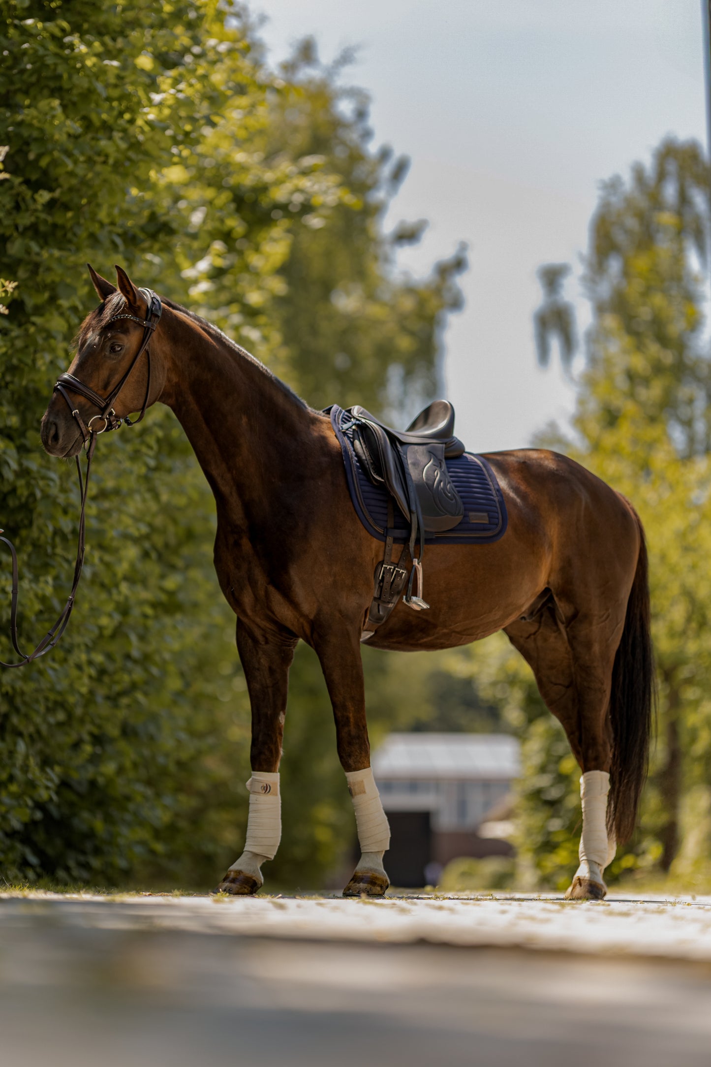 Dressurschabracke Nightwish